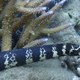 A turtle-headed sea snake. Image: Claire Goiran